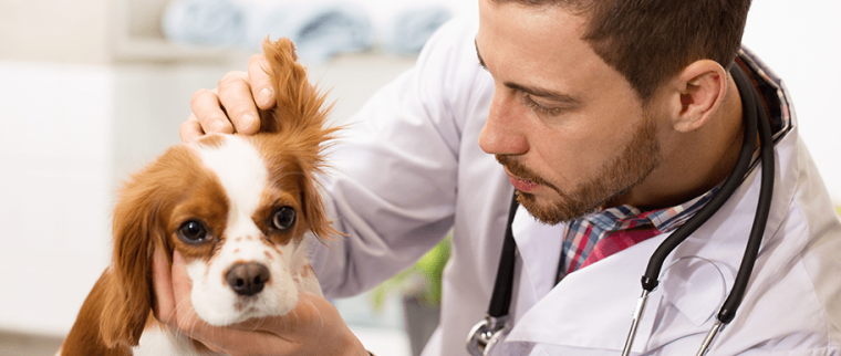Chien chez le vétérinaire